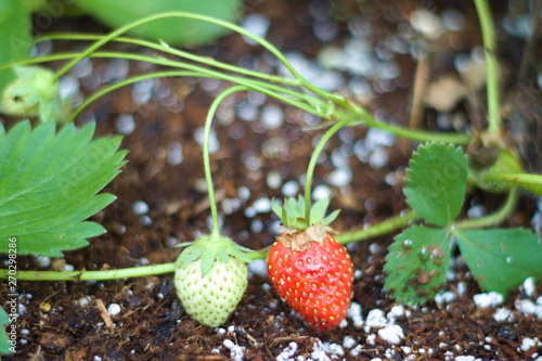 Pair Of Strawberries Growing In The Garden