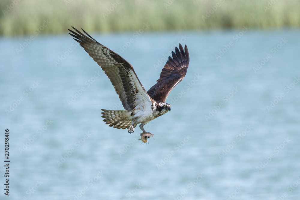  flying osprey bird