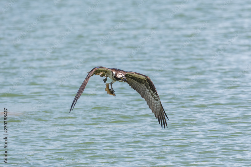 Fototapeta premium flying osprey bird