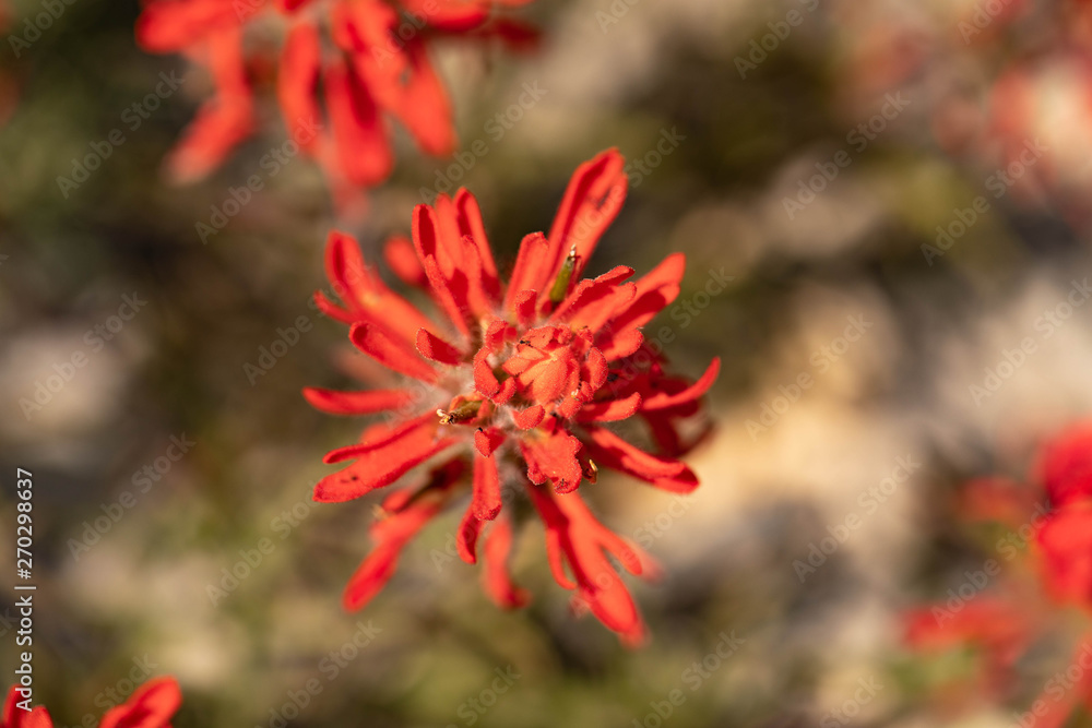 Red flower Red flower