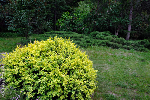 Fototapeta Naklejka Na Ścianę i Meble -  The evergreen shrub boxwood against the backdrop of the botanical garden. shrubs and leafy trees along a grass walking path in a charming garden in an English countryside