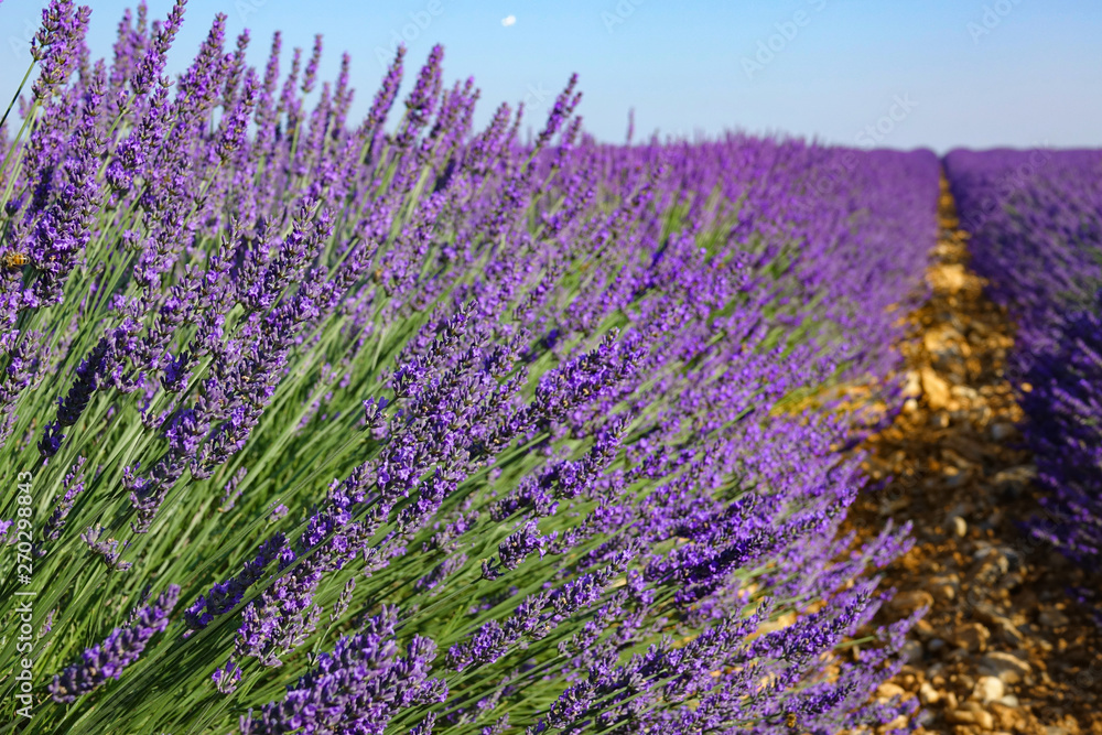 CLOSE UP: Beautiful shot of long rows of lavender stretching out into distance CLOSE UP: Beautiful shot of long rows of lavender stretching out into distance