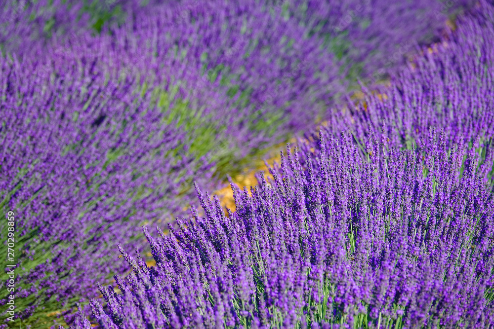 CLOSE UP: Detailed view of fragrant violet lavender shrubs in the peak of summer