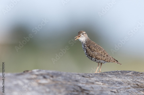 spotted sandpiper bird