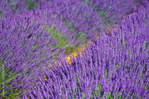 CLOSE UP  Detailed view of fragrant violet lavender shrubs in the peak of summer