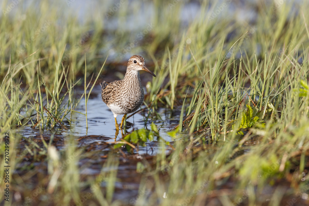 pectoral Sandpiper bird pectoral Sandpiper bird