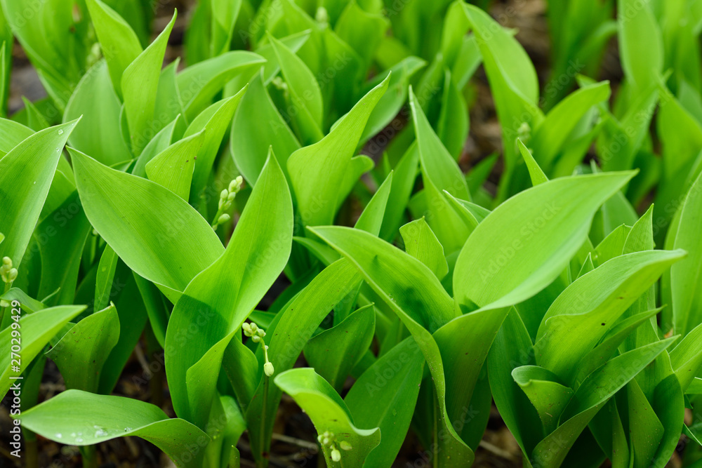 Green Lily of the Valley leaves about to flower after a rain in Toronto Green Lily of the Valley leaves about to flower after a rain in Toronto