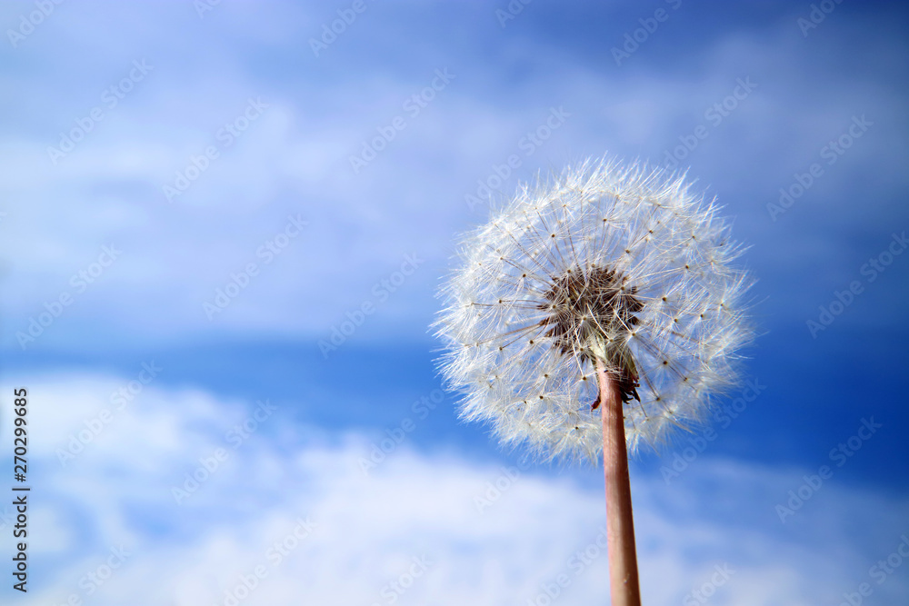 Dandelion flower in white fluff against the sky with clouds. Dandelion flower in white fluff against the sky with clouds.