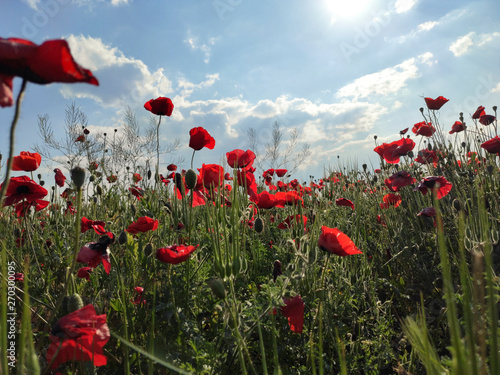 Red poppies on field, sky and clouds. red flowers and sunset. 