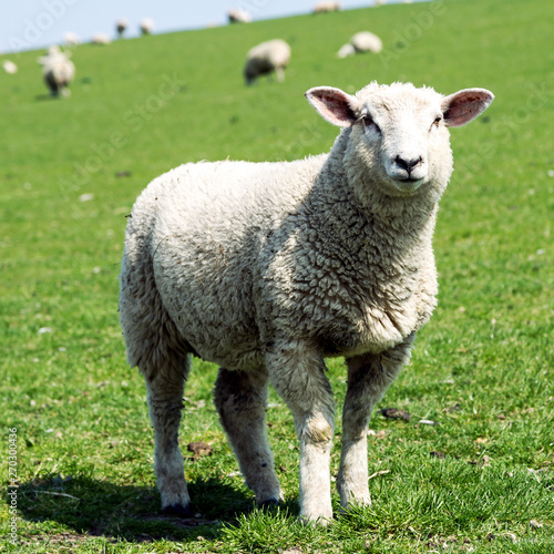 Schaf  guckt in die Kamera, Deichpflege in Nord- und Ostfriesland  © Gabriele Rohde