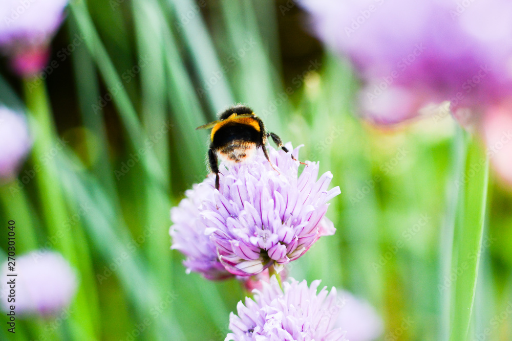 Bee collecting pollen from plants and flowers. Bumble bee or honey bee in a natural garden habitat
