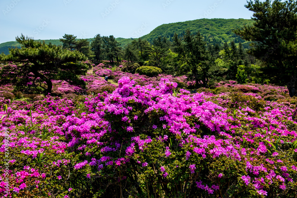 万年山のミヤマキリシマ 万年山のミヤマキリシマ