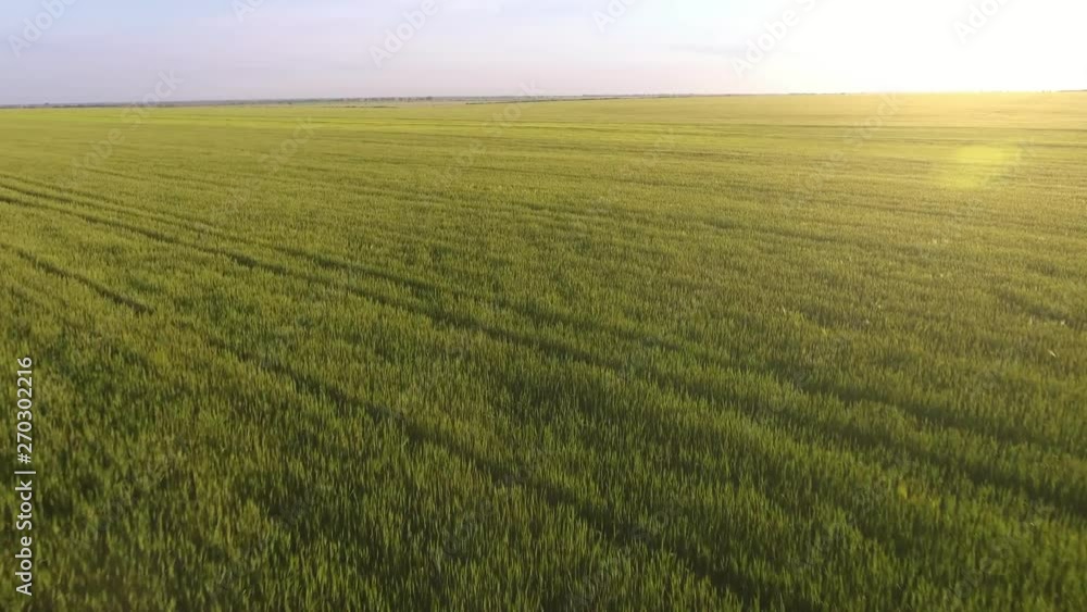 Aerial of the rusty green wheat field with fluttering plants at gorgeous sunset Aerial of the rusty green wheat field with fluttering plants at gorgeous sunset