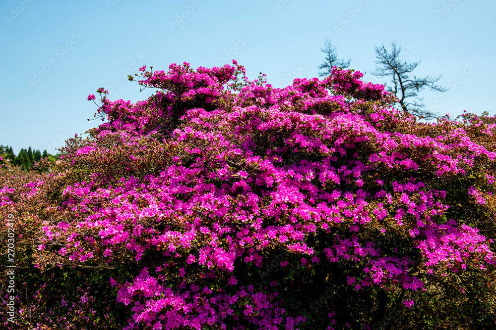 万年山のミヤマキリシマ