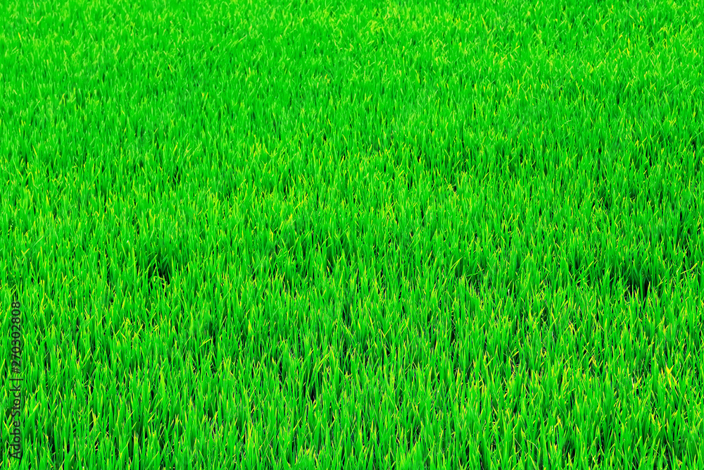 Rice field background Rice field background
