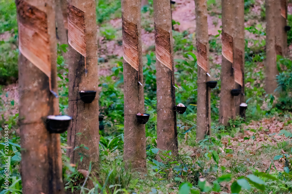 Rows of trees on Rubber plantation Rows of trees on Rubber plantation