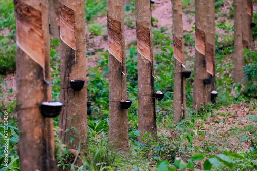 Rows of trees on Rubber plantation