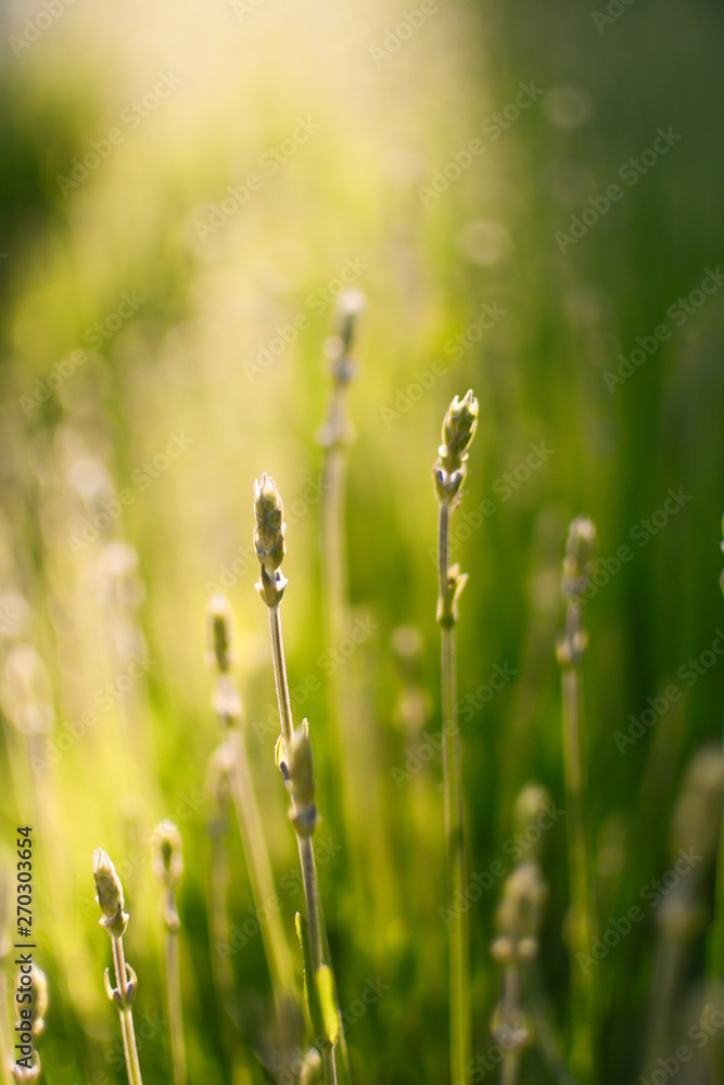 Summer meadow in warm evening sunlight. Relaxing and warm feeling place Summer meadow in warm evening sunlight. Relaxing and warm feeling place