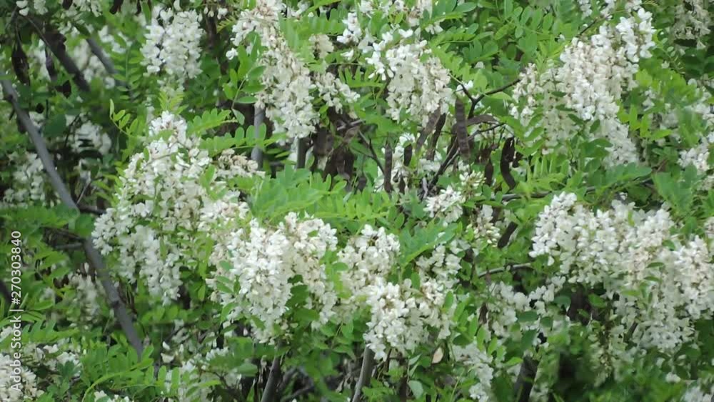 The branches of the blossoming acacia sway in the wind. Flowering bunches of acacia spring.