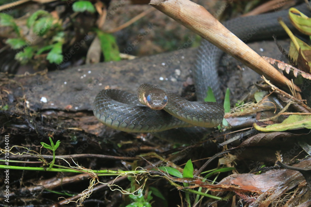 Obraz premium A snake of the racer family, chironius with blue eyes because it needs to shed skin ready to attack