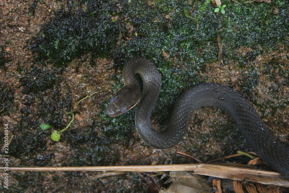 A snake of the racer family, chironius with blue eyes because it needs to shed skin ready to attack A snake of the racer family, chironius with blue eyes because it needs to shed skin ready to attack