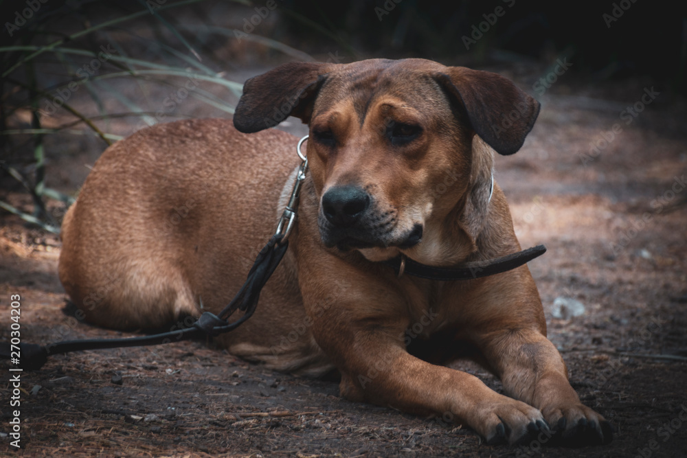 perro crestado rodesiano acostado