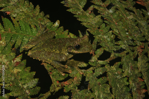 A green frog of the genus Osteoceophalus that is well camouflaged