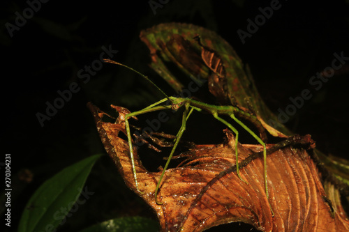 Macro photo of a angry looking green stick instect on a dead leaf photo