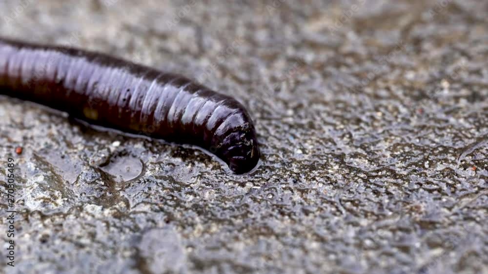 Macro shot of earthworm on asphalt from earthworm farm with copy space. Macro shot of earthworm on asphalt from earthworm farm with copy space.