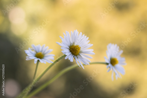 Bellis perennis - closeup of yellow and white flowers on a colorful and vibrant background