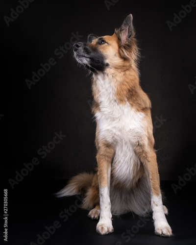 Full body portrait of brown shepherd rescue dog looking up to the left