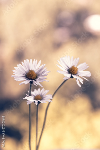 Bellis perennis - closeup of yellow and white flowers on a colorful and vibrant background © AAlves