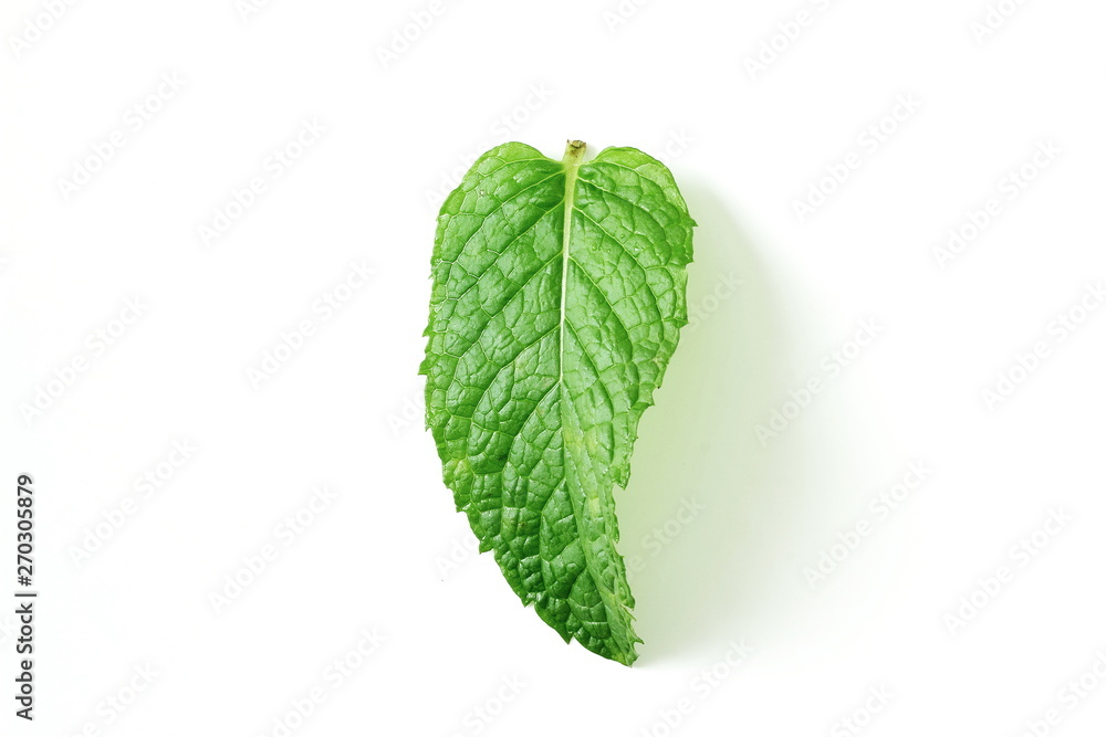 fresh mint leaves mentha leaves herb isolated in white background fresh mint leaves mentha leaves herb isolated in white background