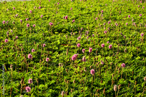 Foto Field of Mimosa strigillosa, ground cover, also known as nsunshine mimosa and powderpuff