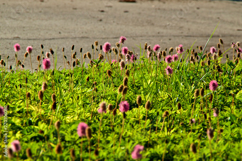 View of Mimosa strigillosa, ground cover, also known as 