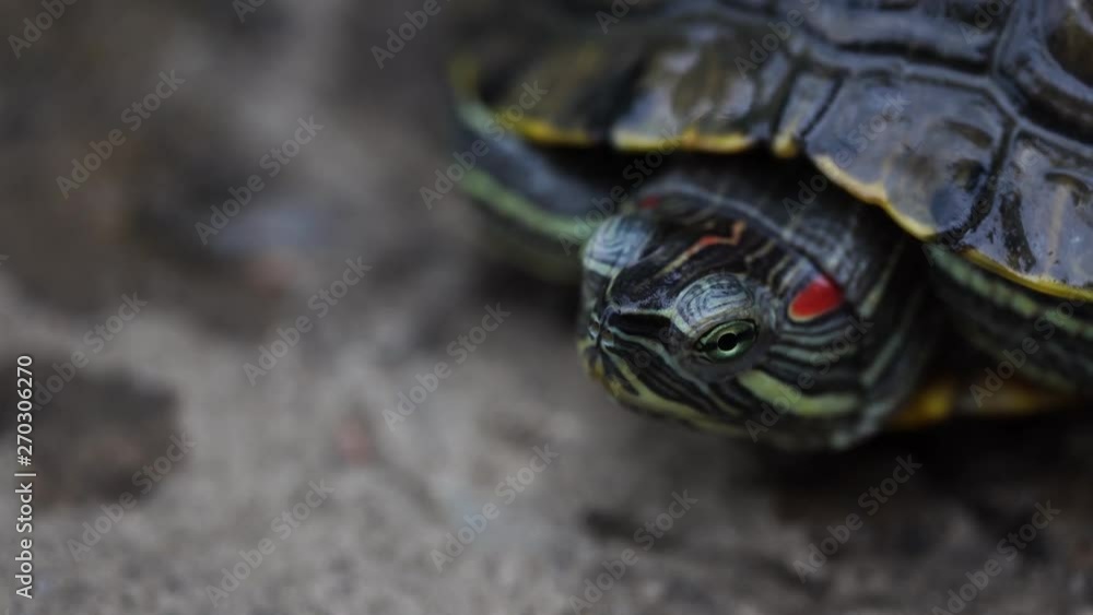 Take a close-up turtles are walking on the street. Take a close-up turtles are walking on the street.