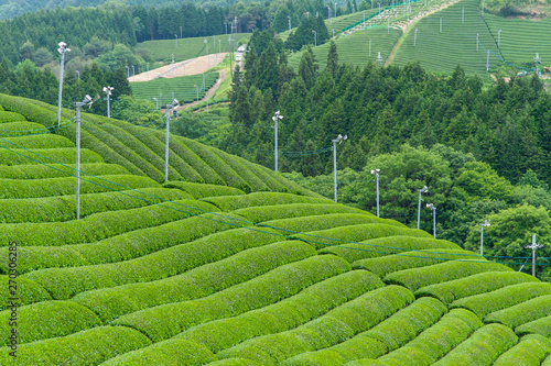 なだらかな斜面に作られた茶畑