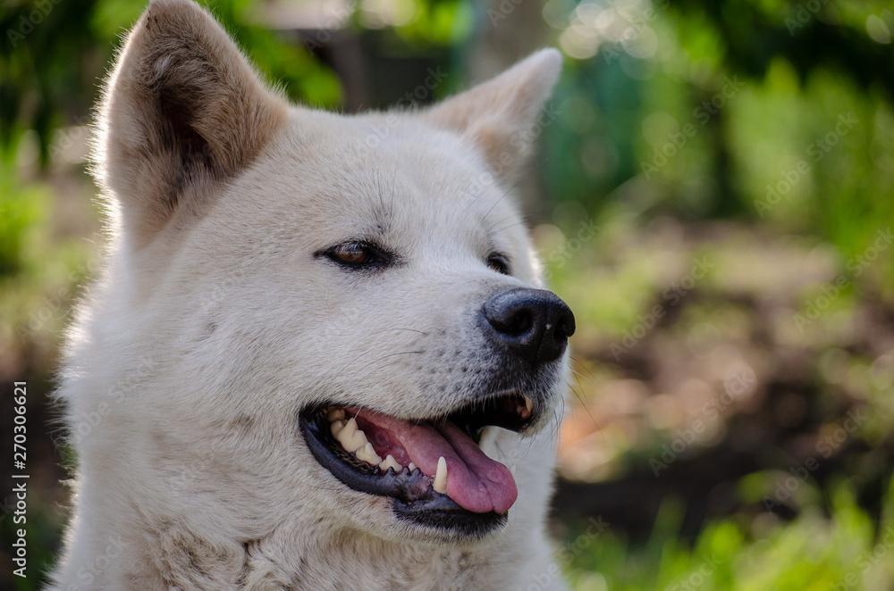 dog breed Akita inu on the street