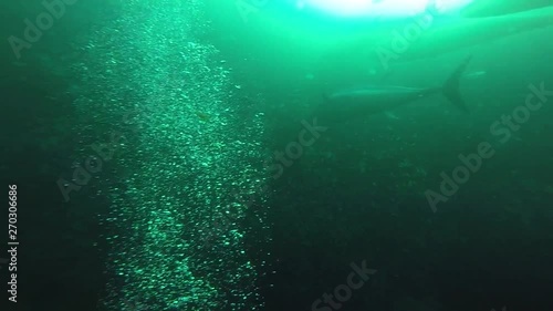 Wallpaper Mural 生け簀の養殖マグロ Torontodigital.ca