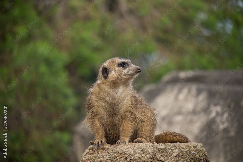 Fototapeta premium animales