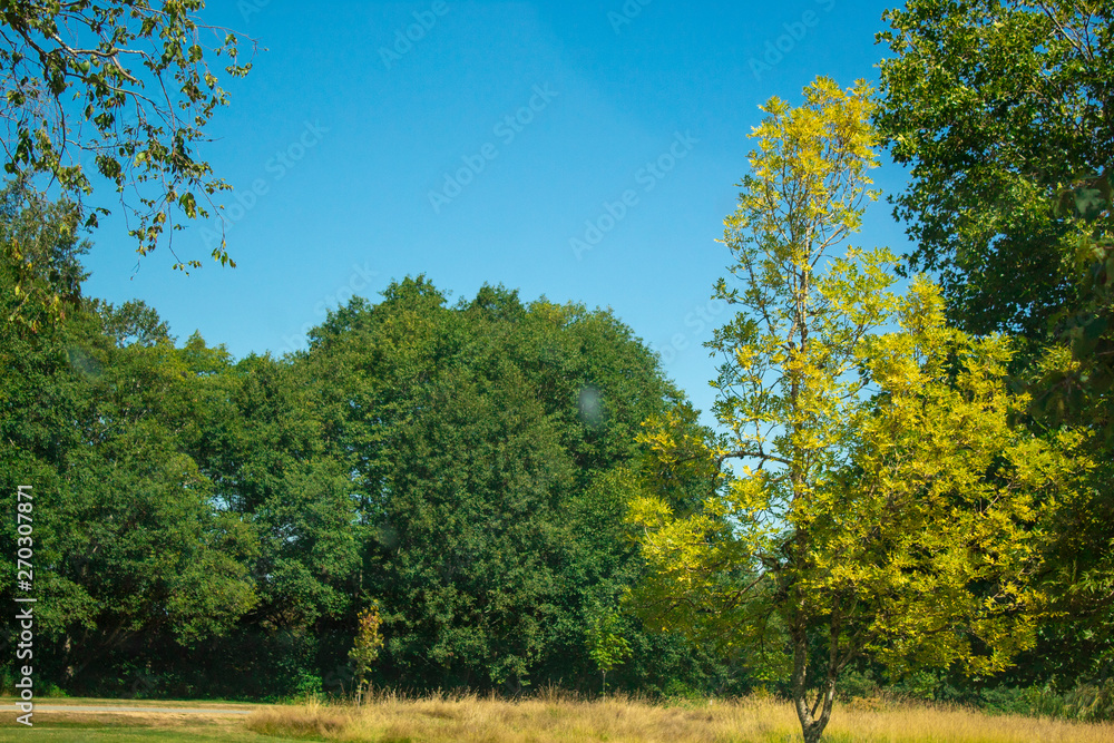 Obraz premium trees in autumn