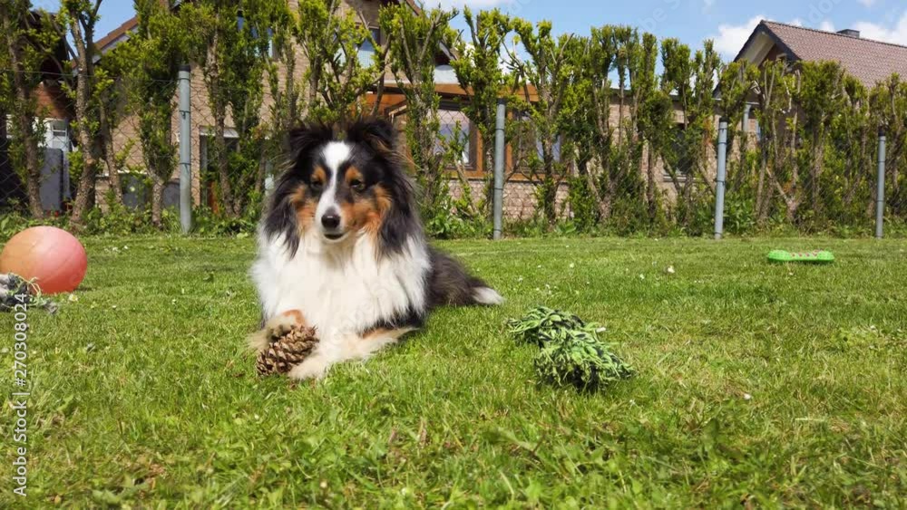 Shetland Sheepdog sits in the garden and enjoys the sun Shetland Sheepdog sits in the garden and enjoys the sun