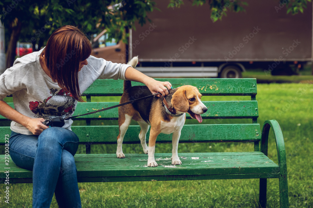 Bench beagle hotsell