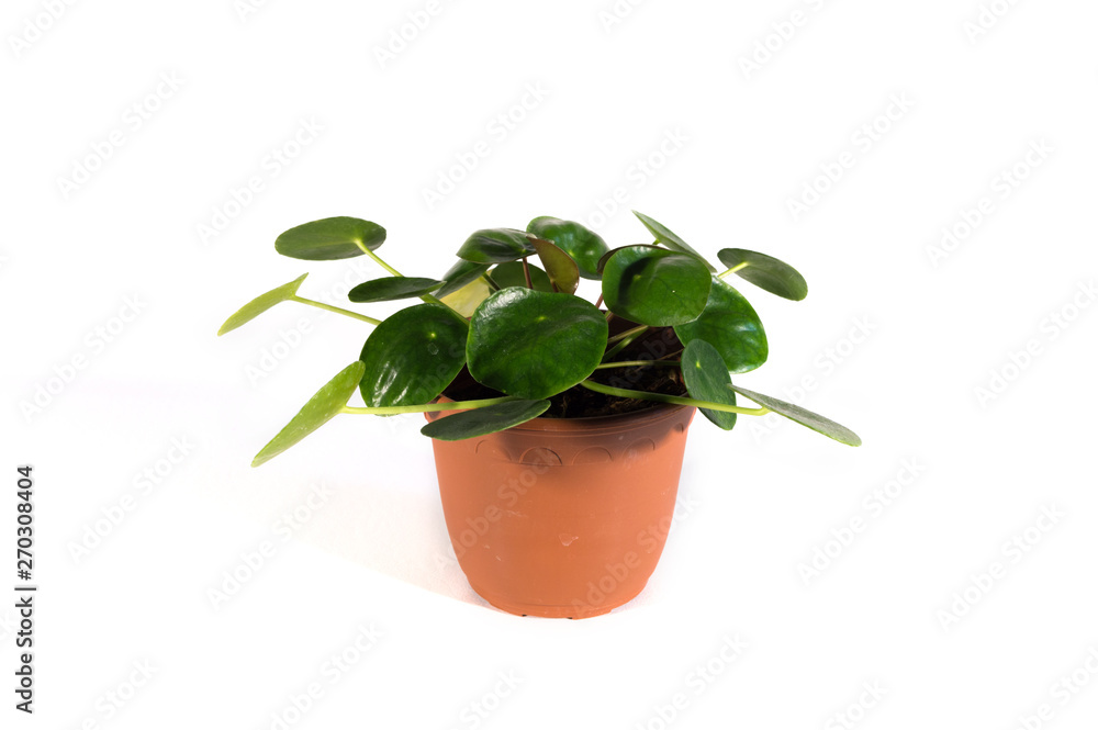 Isolated Pilea Plant on a White Background Isolated Pilea Plant on a White Background