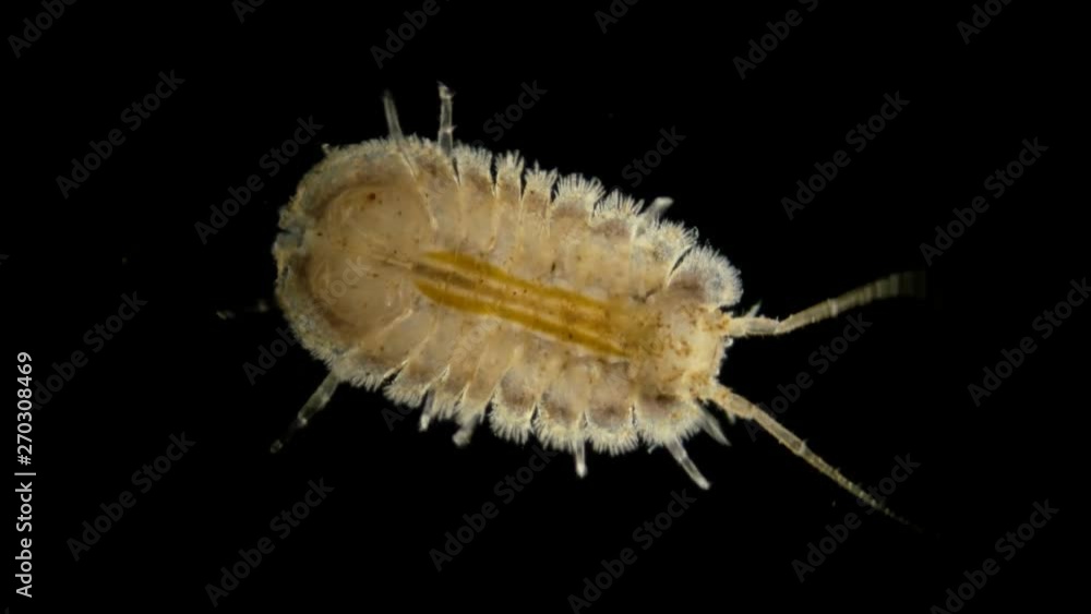 water multiped Jaera under the microscope, representative of the order of isopod crayfish, class Crustacea crustaceans, such as the Arthropod, inhabit the bottom of water bodies, being a zoobenthos water multiped Jaera under the microscope, representative of the order of isopod crayfish, class Crustacea crustaceans, such as the Arthropod, inhabit the bottom of water bodies, being a zoobenthos