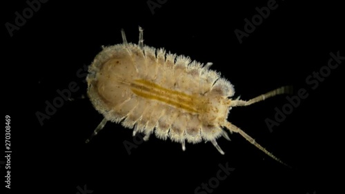 water multiped Jaera under the microscope, representative of the order of isopod crayfish, class Crustacea crustaceans, such as the Arthropod, inhabit the bottom of water bodies, being a zoobenthos photo