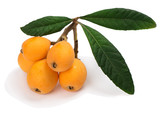 The loquat with leaf