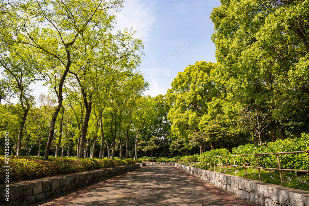 Green trees and path in the park ,Shikoku,Japan