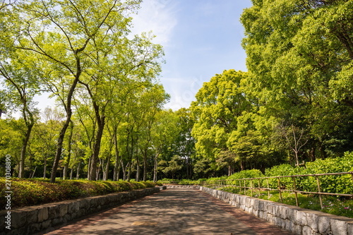 Green trees and path in the park ,Shikoku,Japan