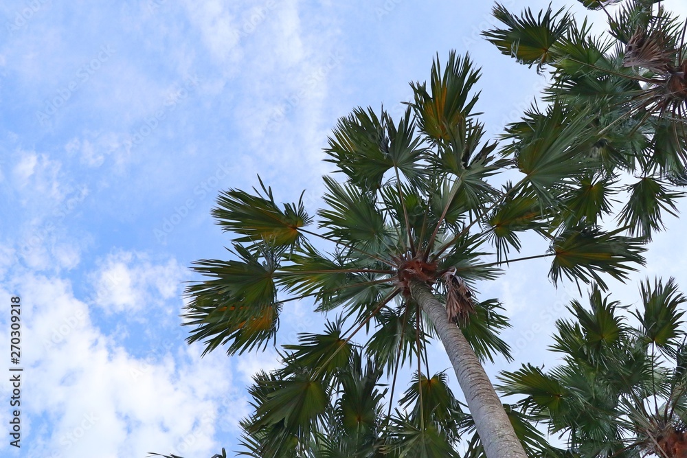 Palm tree in the sky Palm tree in the sky